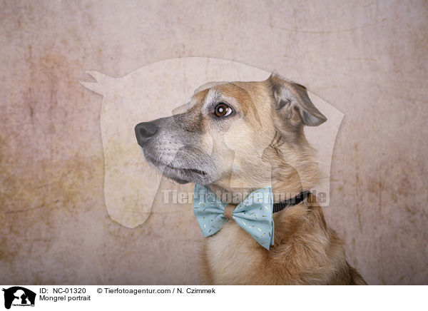 Mischling Portrait / Mongrel portrait / NC-01320