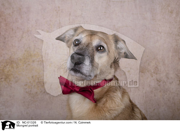 Mischling Portrait / Mongrel portrait / NC-01326