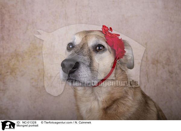 Mischling Portrait / Mongrel portrait / NC-01328