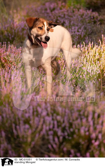 stehender Mischling / standing Mongrel / MC-01051