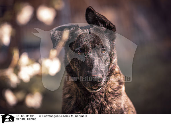 Mischling Portrait / Mongrel portrait / MC-01101