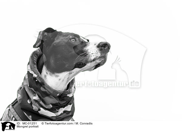 Mischling Portrait / Mongrel portrait / MC-01251