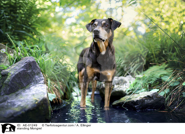stehender Mischling / standing Mongrel / AE-01249