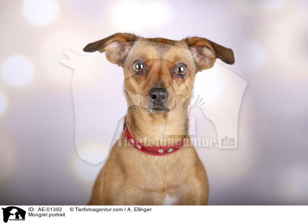 Mischling Portrait / Mongrel portrait / AE-01392