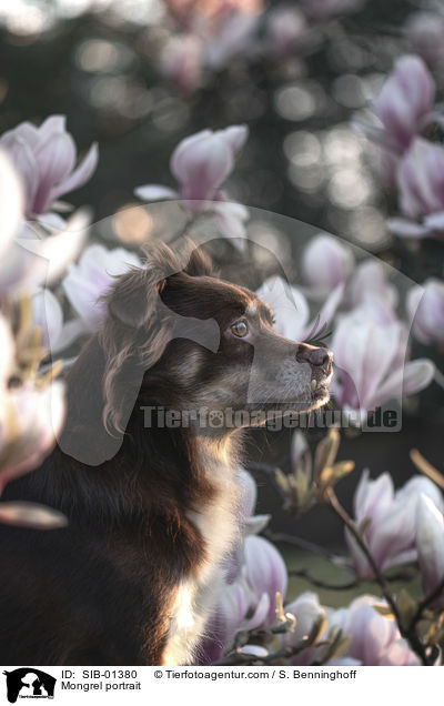Mischling Portrait / Mongrel portrait / SIB-01380
