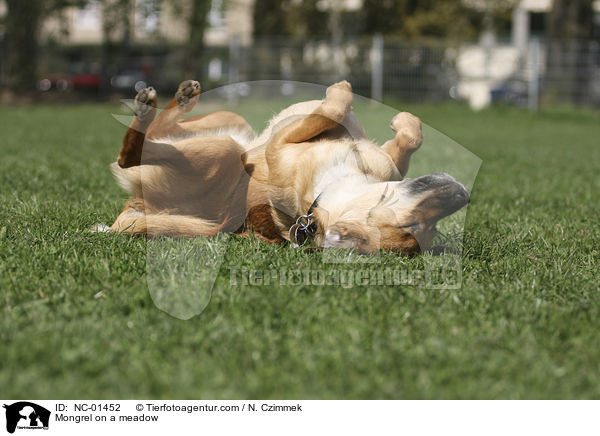 Mischling auf einer Wiese / Mongrel on a meadow / NC-01452