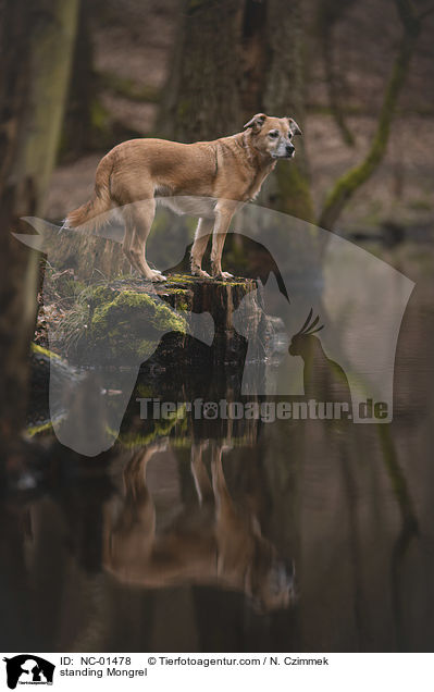 stehender Mischling / standing Mongrel / NC-01478