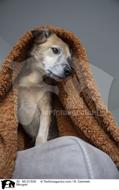Mischling / Mongrel / NC-01508