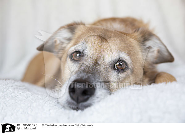 liegender Mischling / lying Mongrel / NC-01525