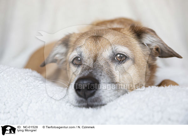 liegender Mischling / lying Mongrel / NC-01528
