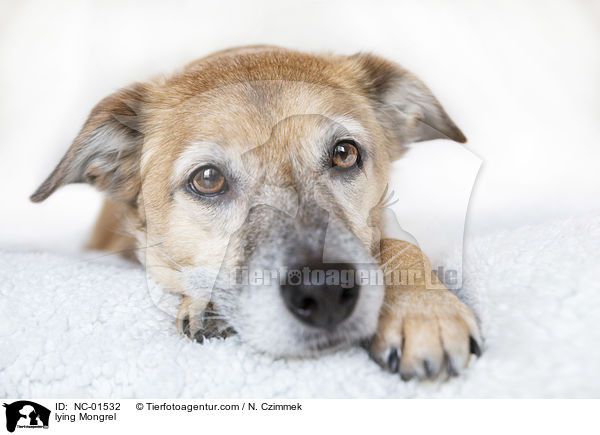 liegender Mischling / lying Mongrel / NC-01532