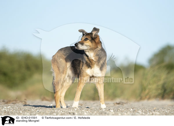 stehender Mischling / standing Mongrel / EHO-01591