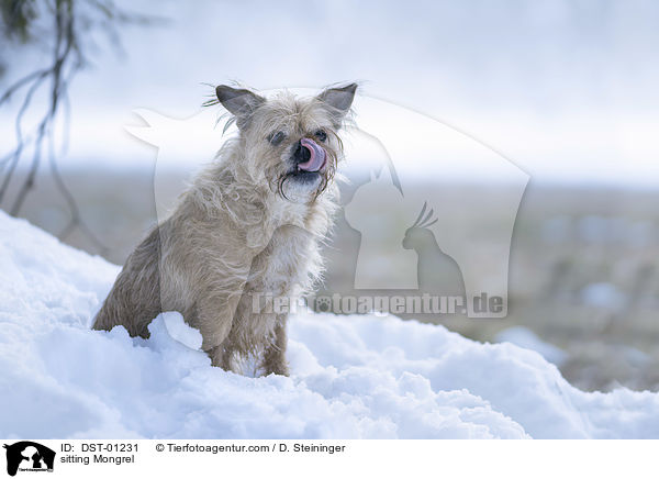 sitzender Mischling / sitting Mongrel / DST-01231