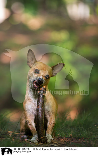 spielender Mischling / playing Mongrel / SK-01735