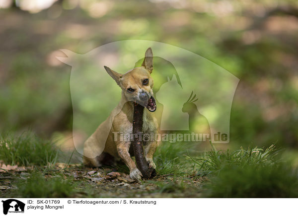 spielender Mischling / playing Mongrel / SK-01769