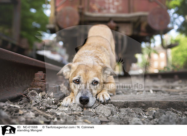 stehender Mischling / standing Mongrel / NC-01688