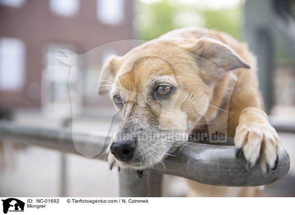 Mischling / Mongrel / NC-01692
