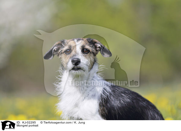 Mischling Portrait / Mongrel portrait / KJ-02295