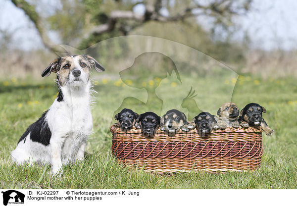 Mischling Mutter mit ihren Welpen / Mongrel mother with her puppies / KJ-02297