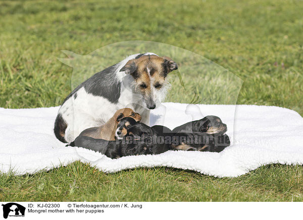 Mischling Mutter mit ihren Welpen / Mongrel mother with her puppies / KJ-02300