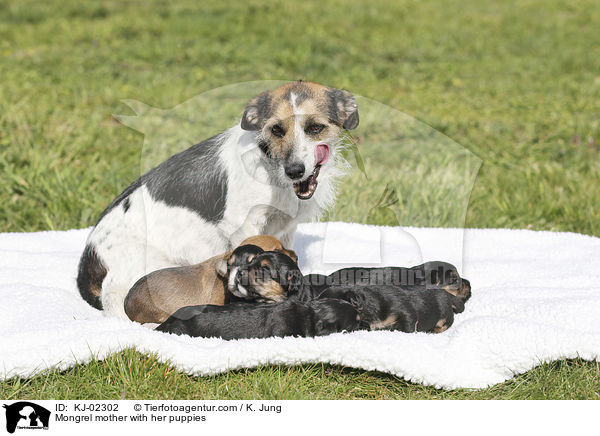 Mischling Mutter mit ihren Welpen / Mongrel mother with her puppies / KJ-02302
