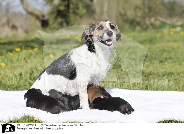 Mischling Mutter mit ihren Welpen / Mongrel mother with her puppies / KJ-02304
