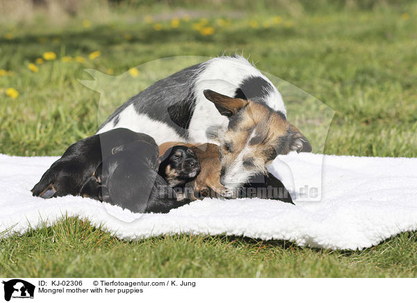 Mischling Mutter mit ihren Welpen / Mongrel mother with her puppies / KJ-02306