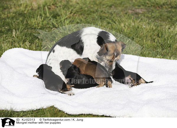Mischling Mutter mit ihren Welpen / Mongrel mother with her puppies / KJ-02313