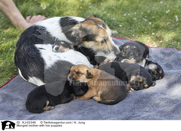Mischling Mutter mit ihren Welpen / Mongrel mother with her puppies / KJ-02346