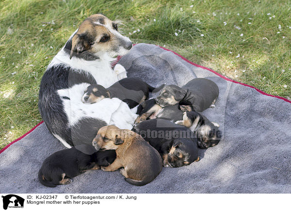 Mischling Mutter mit ihren Welpen / Mongrel mother with her puppies / KJ-02347
