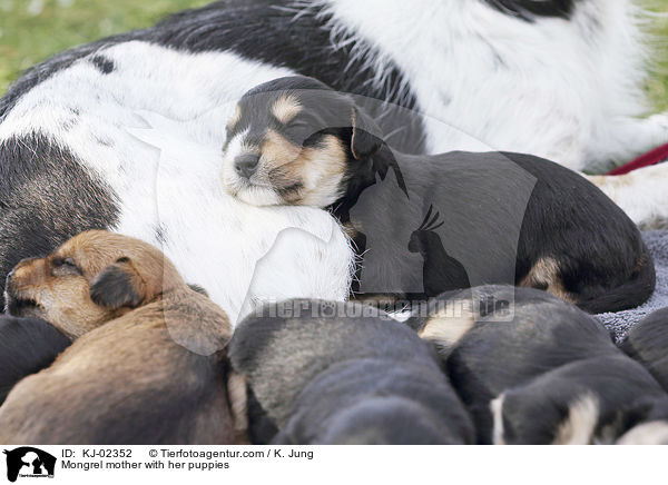Mischling Mutter mit ihren Welpen / Mongrel mother with her puppies / KJ-02352