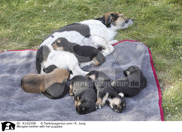 Mischling Mutter mit ihren Welpen / Mongrel mother with her puppies / KJ-02356