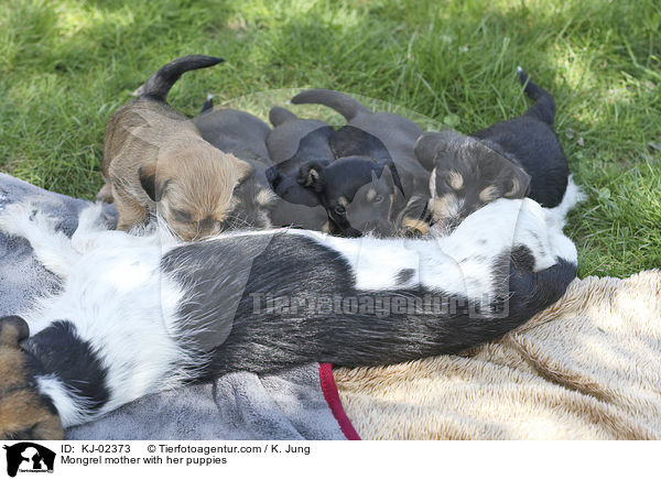 Mischling Mutter mit ihren Welpen / Mongrel mother with her puppies / KJ-02373