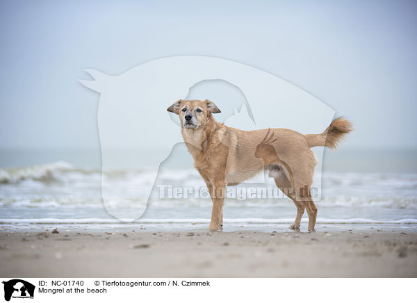 Mischling am Strand / Mongrel at the beach / NC-01740