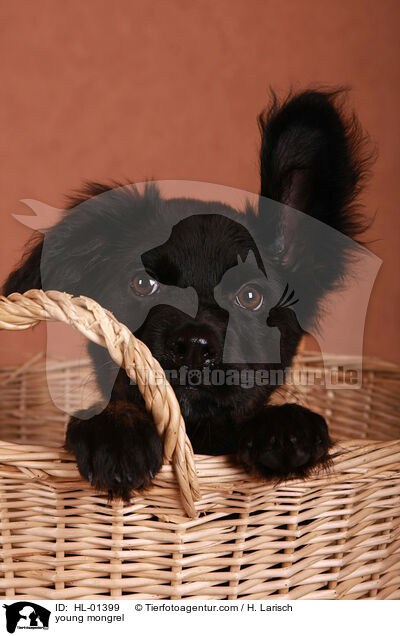 junger Mischling / young mongrel / HL-01399