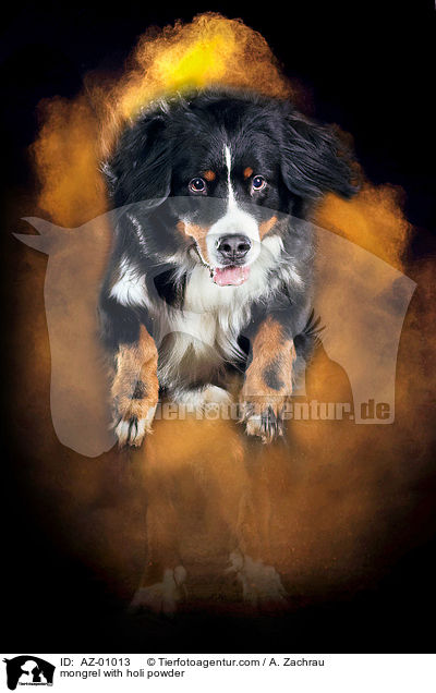 Mischling mit Holi Puder / mongrel with holi powder / AZ-01013