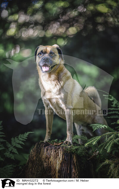 Mischling im Wald / mongrel dog in the forest / MAH-02272