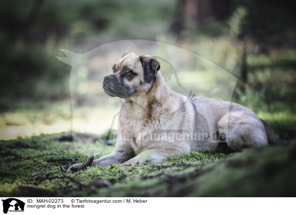 Mischling im Wald / mongrel dog in the forest / MAH-02273