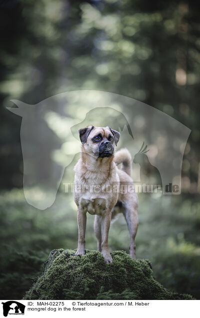 Mischling im Wald / mongrel dog in the forest / MAH-02275