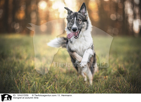 Mischling im Herbst / mongrel at autumn time / VH-01559