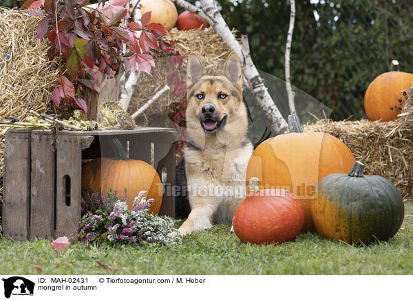 Mischling im Herbst / mongrel in autumn / MAH-02431