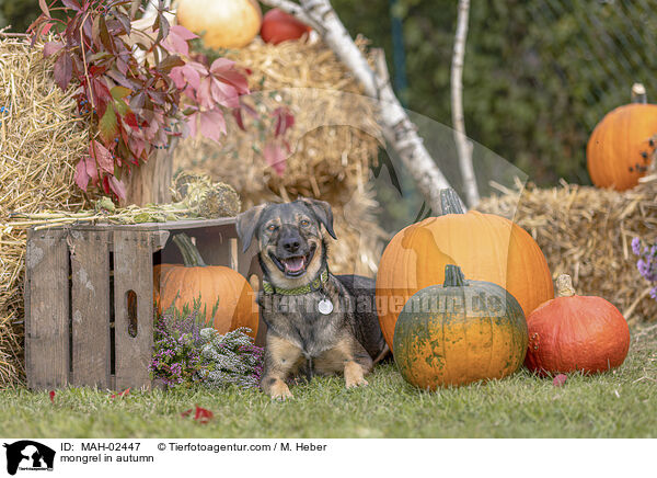 Mischling im Herbst / mongrel in autumn / MAH-02447