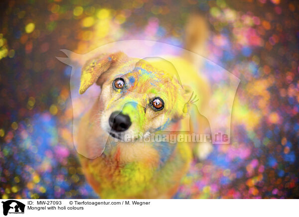 Mongrel with holi colours / MW-27093