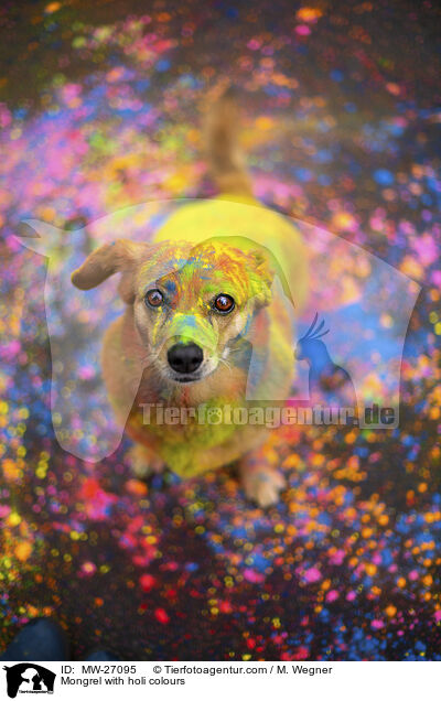 Mischling mit Holifarben / Mongrel with holi colours / MW-27095