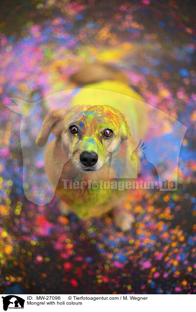 Mongrel with holi colours / MW-27096