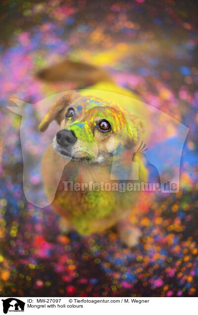 Mongrel with holi colours / MW-27097