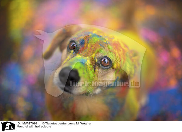 Mongrel with holi colours / MW-27098