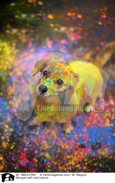 Mischling mit Holifarben / Mongrel with holi colours / MW-27099