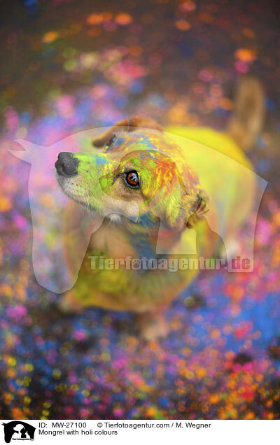 Mongrel with holi colours / MW-27100
