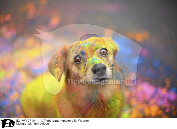 Mongrel with holi colours / MW-27104